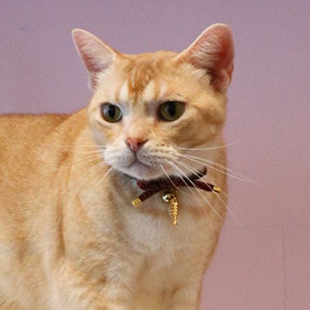 Buterfly Bowknot Cat Collar With  Fish Bone Charm