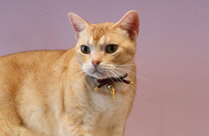 How to Put a Collar on Your Cat