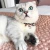 CC-HF-CBSJ-BLA-cat1