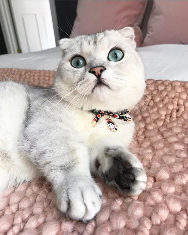 CC-HF-CBSJ-BLA-cat1