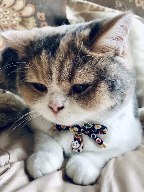 CC-HF-CBSJ-BLA-cat2