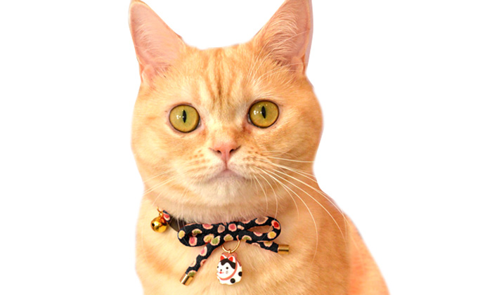 CC-HF-CBSJ-BLA-cat4 CC-HF-CBSJ-BLA-cat4