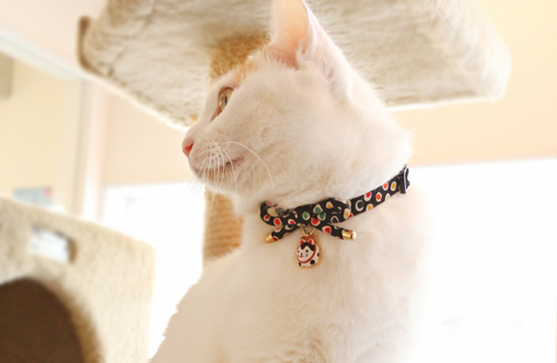 i have a home cat collar