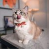 CC-HF-CBSJ-RED-cat1