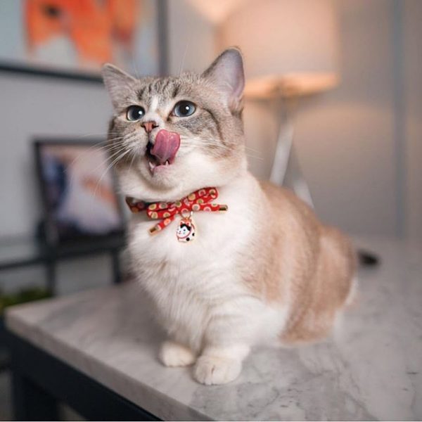 CC-HF-CBSJ-RED-cat1