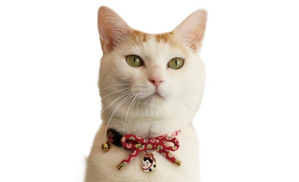 CC-HF-CBSJ-RED-cat4