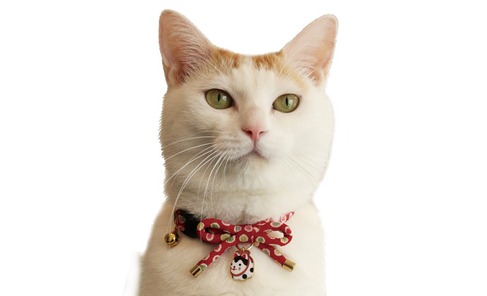 CC-HF-CBSJ-RED-cat4 CC-HF-CBSJ-RED-cat4