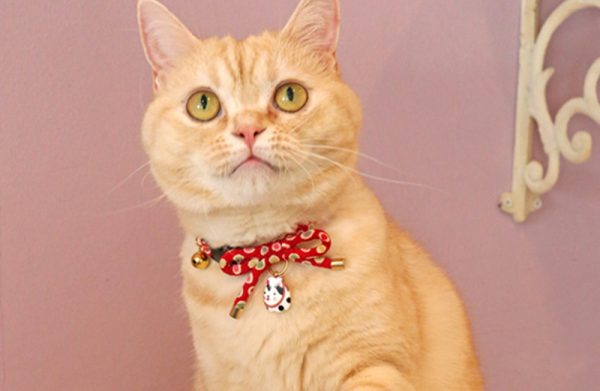 CC-HF-CBSJ-RED-cat5