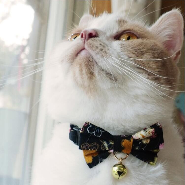 CC-HF-QCYH-BLA_cat1 CC-HF-QCYH-BLA_cat1