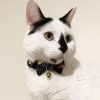 CC-HF-QCYH-BLA_cat3