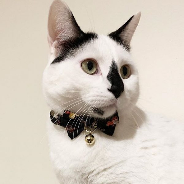 CC-HF-QCYH-BLA_cat3