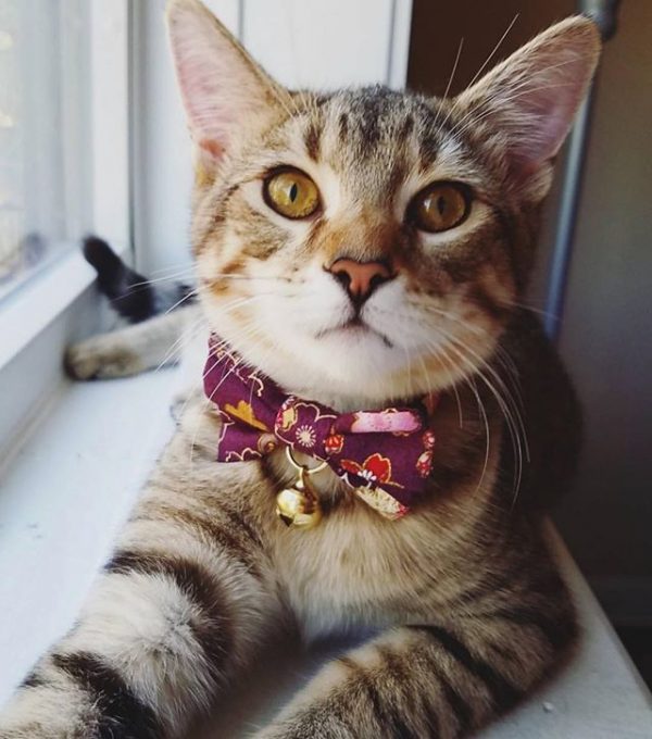 CC-HF-QCYH-PUR_cat1