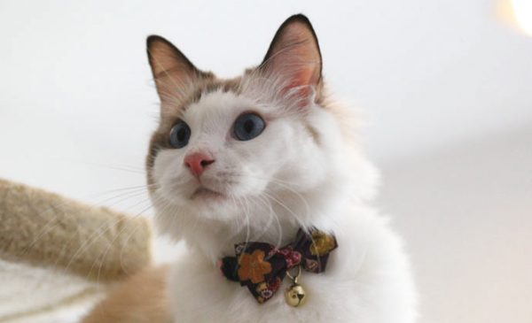 CC-HF-QCYH-PUR_cat2