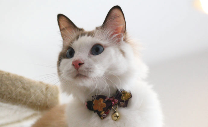 CC-HF-QCYH-PUR_cat2 CC-HF-QCYH-PUR_cat2