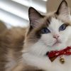 CC-HF-QCYH-RED_cat3
