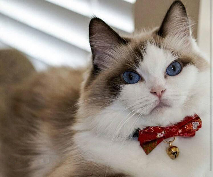 CC-HF-QCYH-RED_cat3 CC-HF-QCYH-RED_cat3
