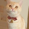 ZSF-CAT-2
