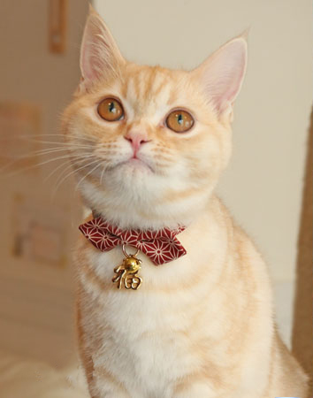 ZSF-CAT-2
