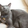 ZSF-CAT-big