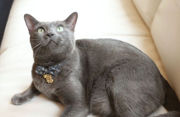 ZSF-CAT-big