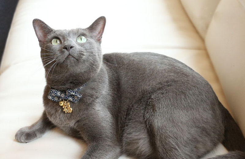Unique Diamond Bowtie Cat Collar with Blessing Charm