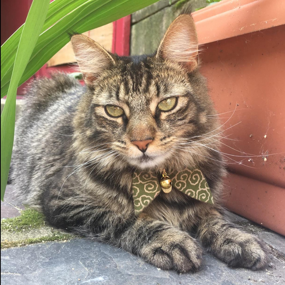 i have a home cat collar
