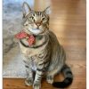 zsf-cat2
