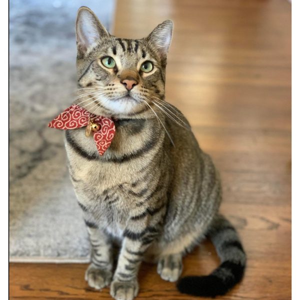 zsf-cat2