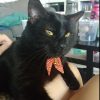 zsf-cat3