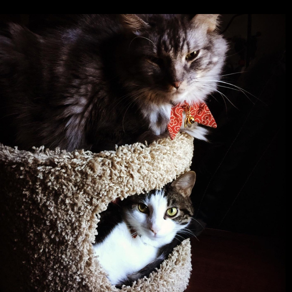 zsf-cat4 zsf-cat4