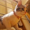 猫图2