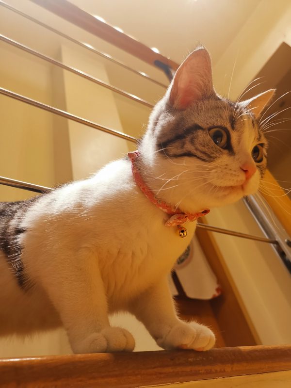 猫图2