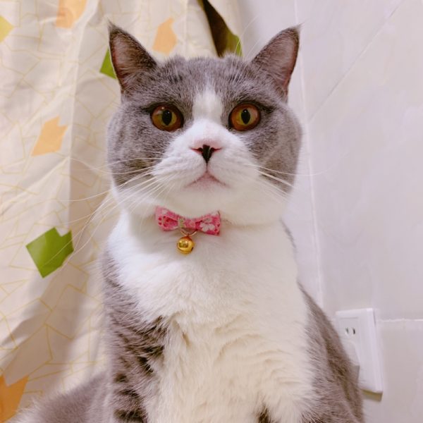 猫图3