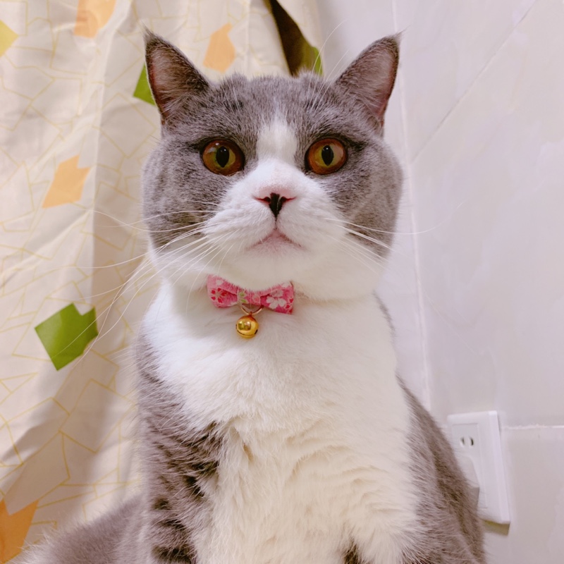 猫图3 猫图3