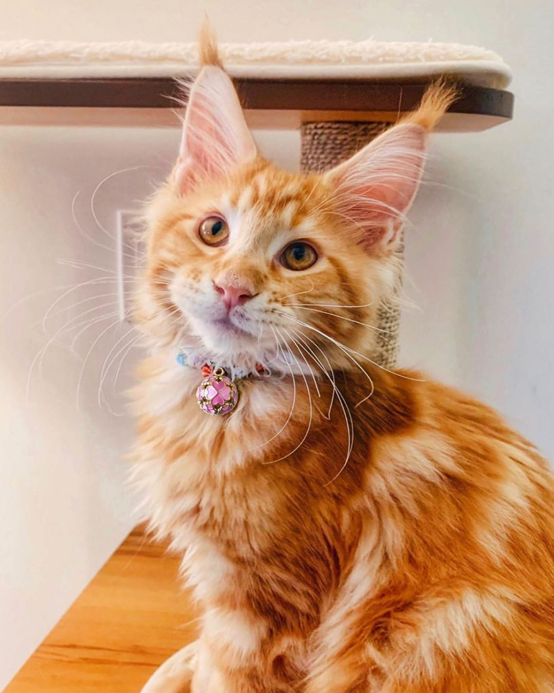 i have a home cat collar