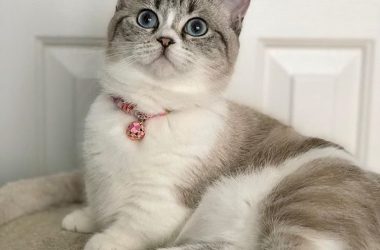 How to Train Cats to Wear Collars