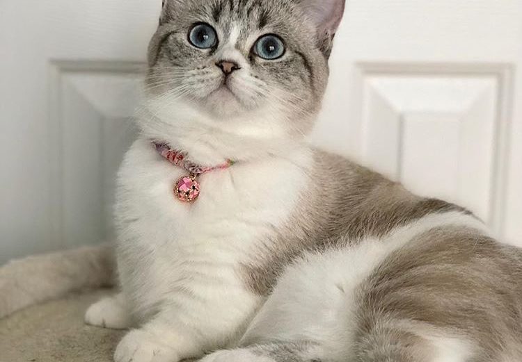 How to Train Cats to Wear Collars