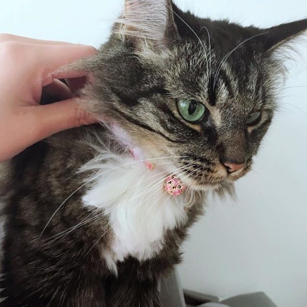 cat2