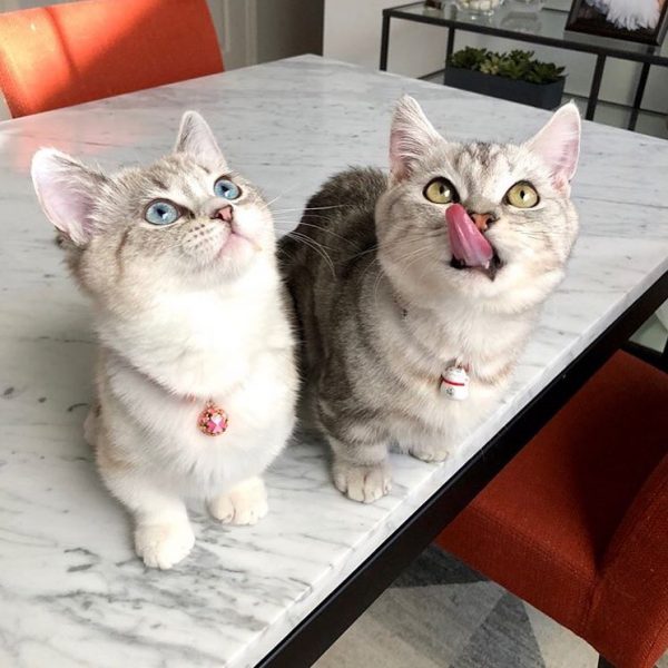 cat3