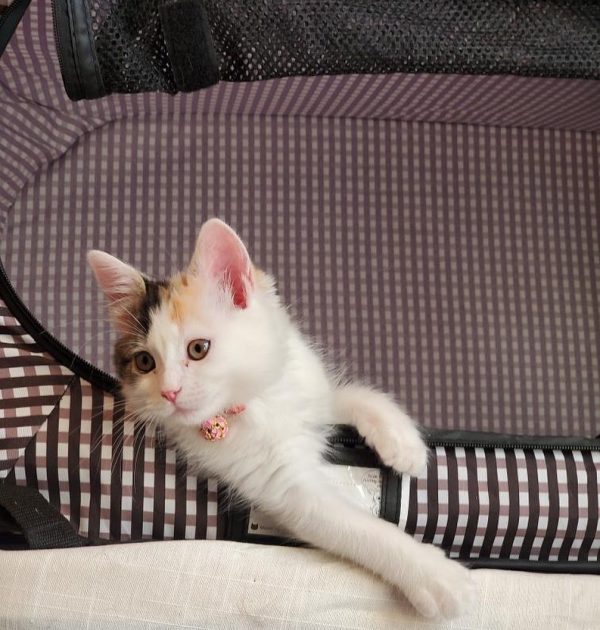 cat4