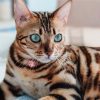 cat5