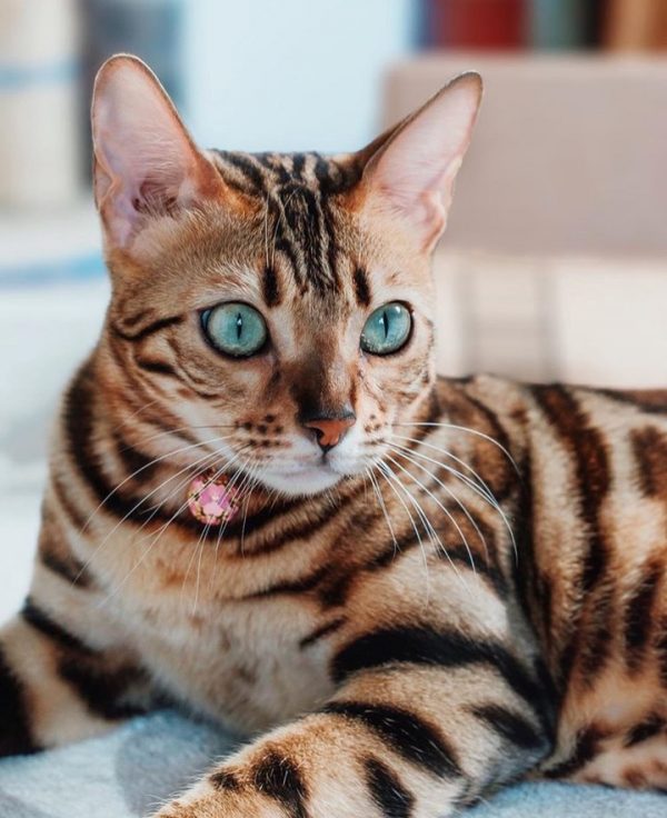 cat5