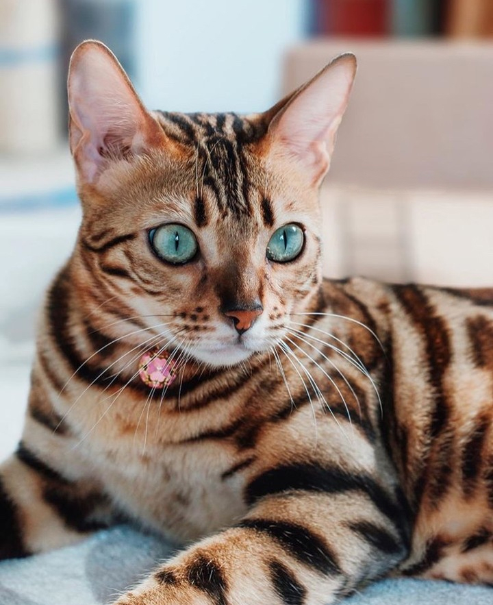 cat5 cat5