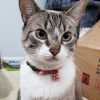 cat6