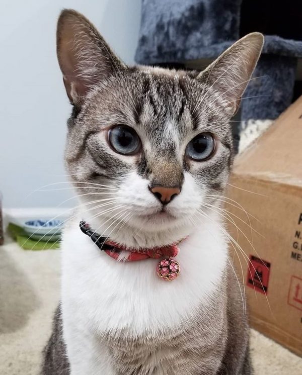 cat6