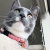 cat7