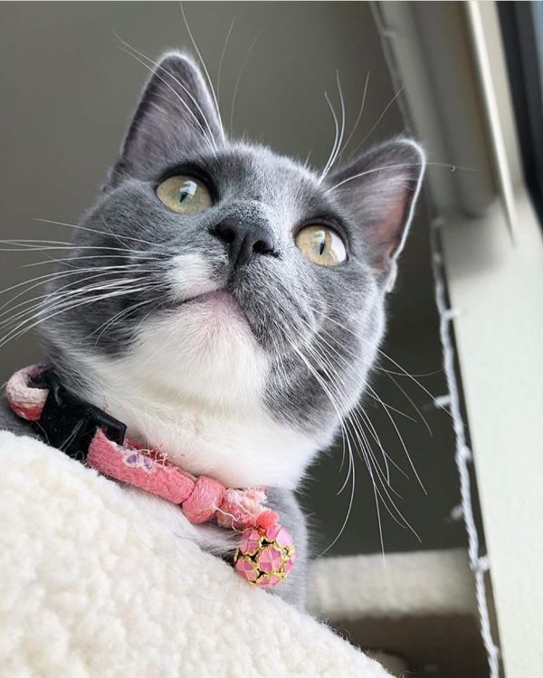 cat7