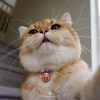 cat8