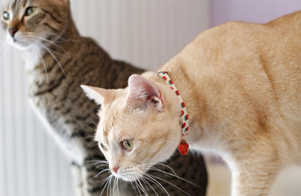 CAT-GS-CM-2000