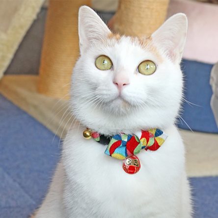 Diamond Shaped Bowtie Cat Collar with Japan Lucky Daruma Charm